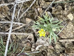 Ceratocephala testiculata