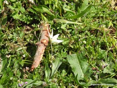 Ornithogalum baeticum