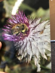 Bombus vancouverensis