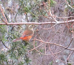 Microspingus cabanisi