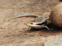 Notomabuya frenata