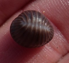 Pseudopusula californiana