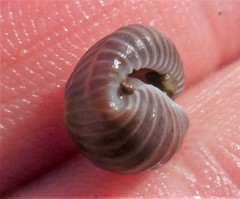 Pseudopusula californiana