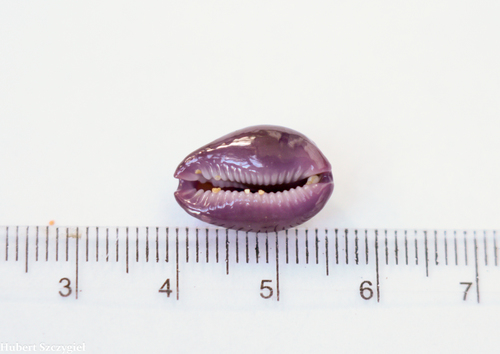 Porous Cowry