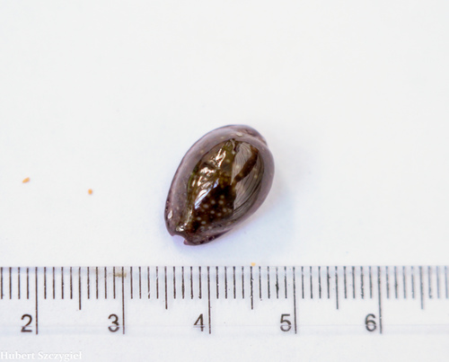 Naria poraria observed 2021-03-27