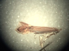 Phyllonorycter basistrigella