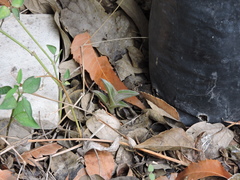 Callisia navicularis
