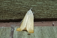 Scirpophaga
