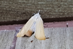 Scirpophaga