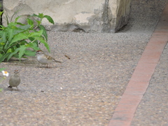 Spizella passerina