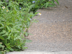 Spizella passerina