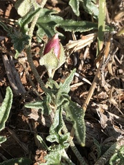 Malvella sagittifolia