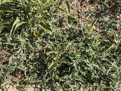 Malvella sagittifolia