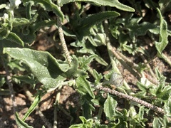 Malvella sagittifolia