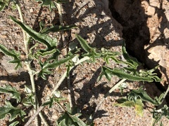Malvella sagittifolia