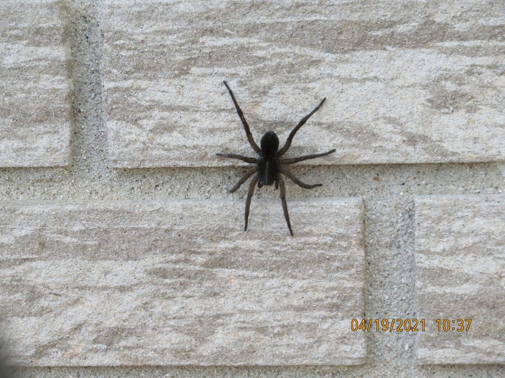 Wetland Giant Wolf Spider from Coldstream, ON N0M 2A0, Canada on April