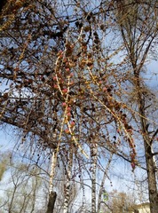 Larix decidua