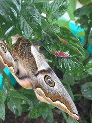 Polythysana cinerascens