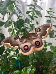 Polythysana cinerascens