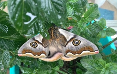 Polythysana cinerascens