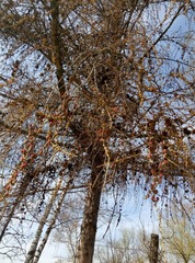 Larix decidua