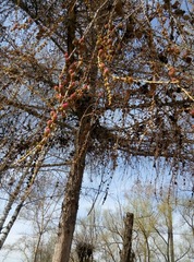 Larix decidua