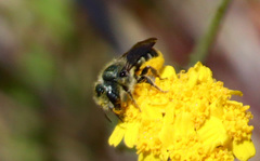 Osmia coloradensis