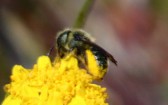 Osmia coloradensis