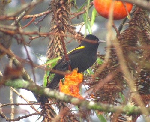 Cacicus chrysopterus
