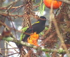Cacicus chrysopterus