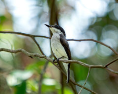 Hemipus hirundinaceus