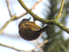 Picumnus nebulosus