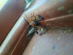 Gymnelia ethodaea