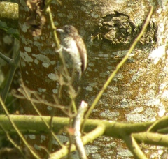 Picumnus squamulatus