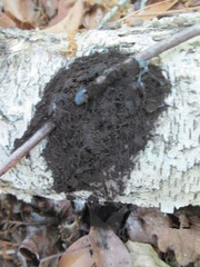 Stemonitopsis
