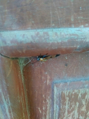 Gymnelia ethodaea