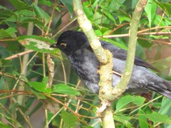 Turdus flavipes