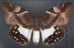 Lapaeumides zerynthia