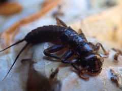 Hesperoperla pacifica