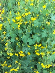 Tropaeolum peregrinum