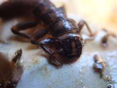 Hesperoperla pacifica