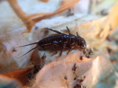 Hesperoperla pacifica