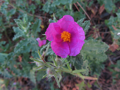 Cistus crispus