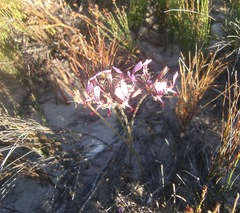 Pelargonium dipetalum