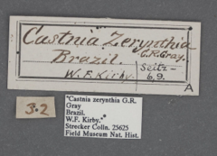 Lapaeumides zerynthia