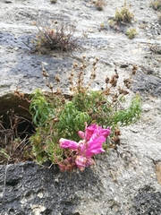 Antirrhinum tortuosum