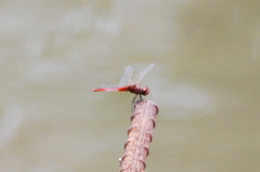 Urothemis signata insignata