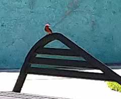 Pyrocephalus rubinus