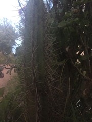 Trichocereus cuzcoensis