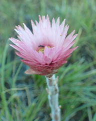Helichrysum ecklonis